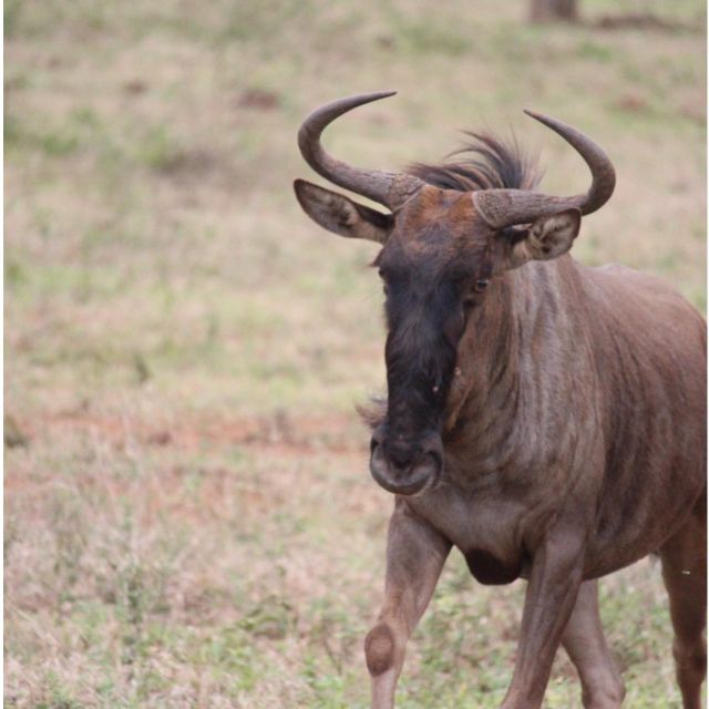 Kruger National Park Safari - 10days - Just The Basics