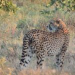 kruger national park safari 3 day Kruger National Park Safari - 3 Day