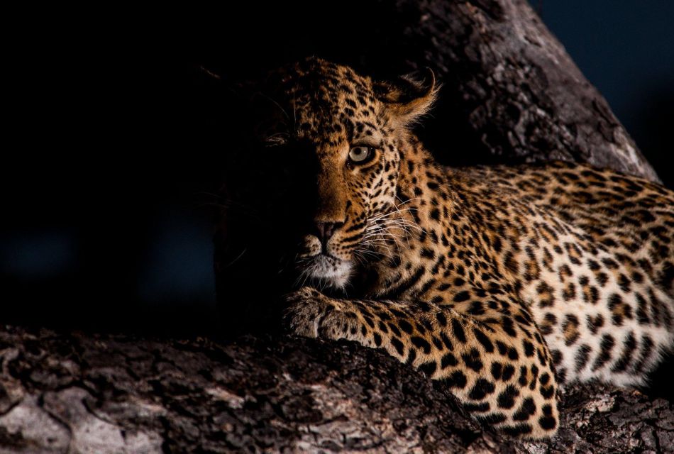 Kruger National Park: The Best 4 Day Budget Safari - Safari Itinerary Highlights