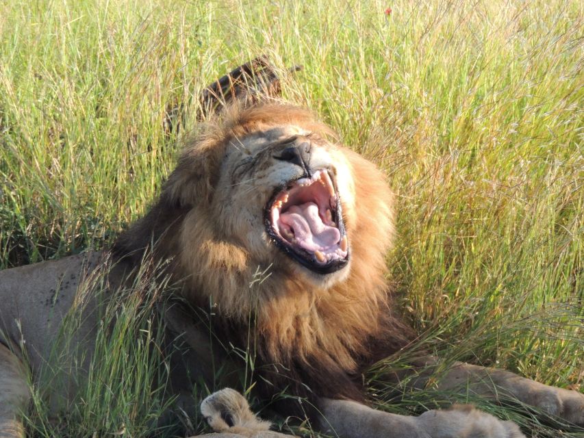 Kruger National Park: Wildlife-Watching Safari - Key Points