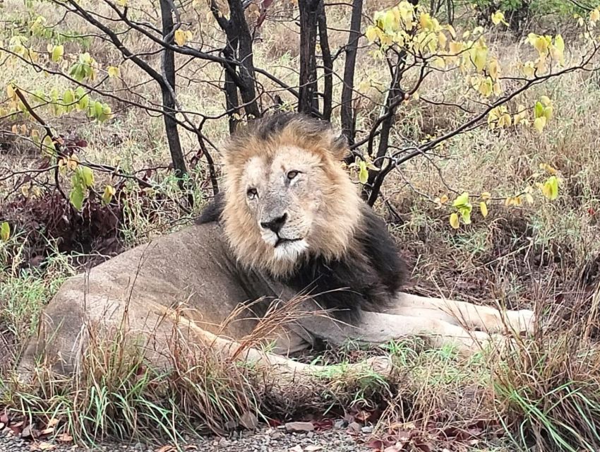 Kruger Park Safari From Maputo - Just The Basics