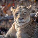 kruger safari tour full day Kruger Safari Tour: Full Day