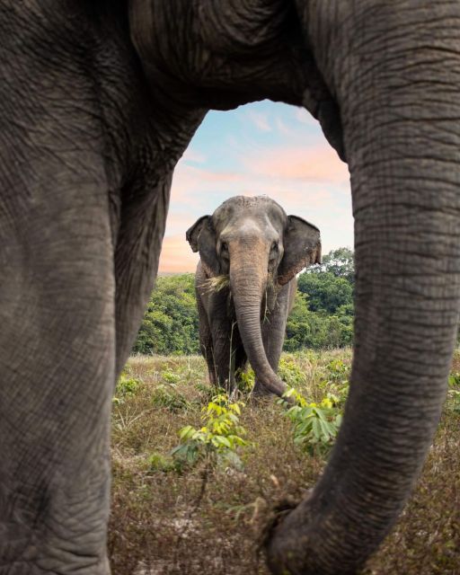 Kulen Elephant Forest and Tonle Sap Lake With Special Option - Key Points