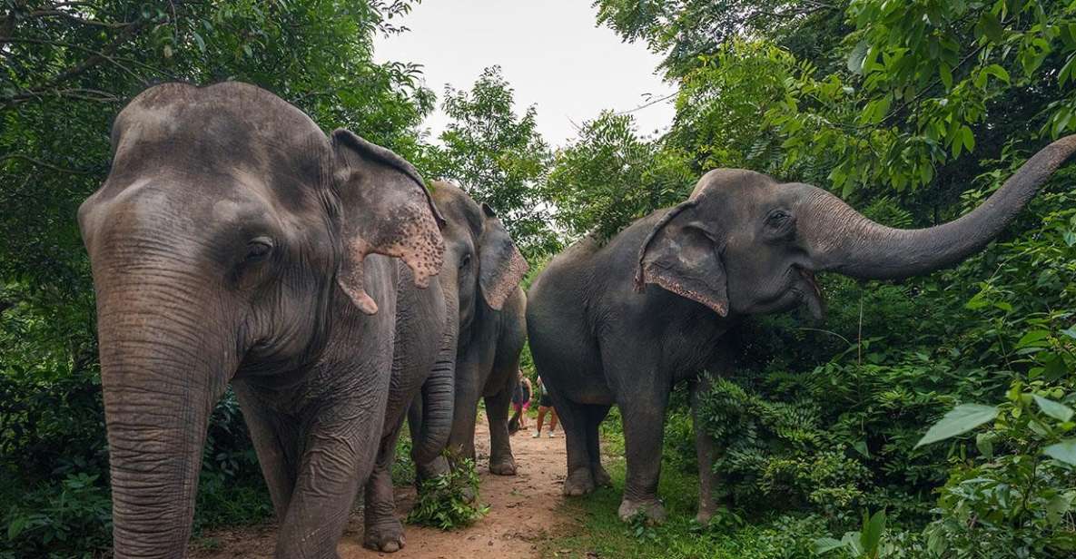 Kulen Elephant Forest Tour With Hotel Pick-Up & Drop off - Key Points