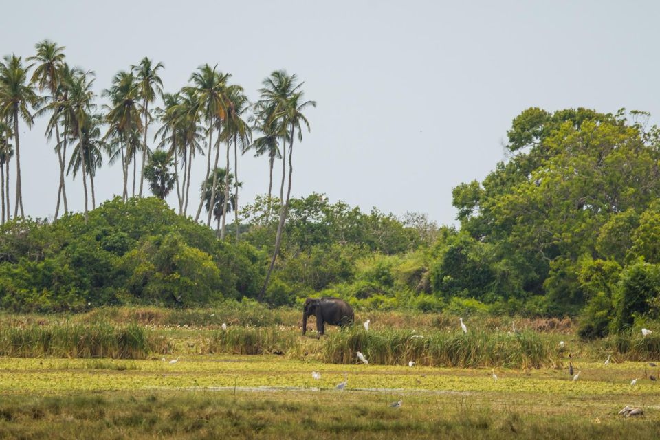 Kumana National Park Half Day Jeep Safari - Key Points