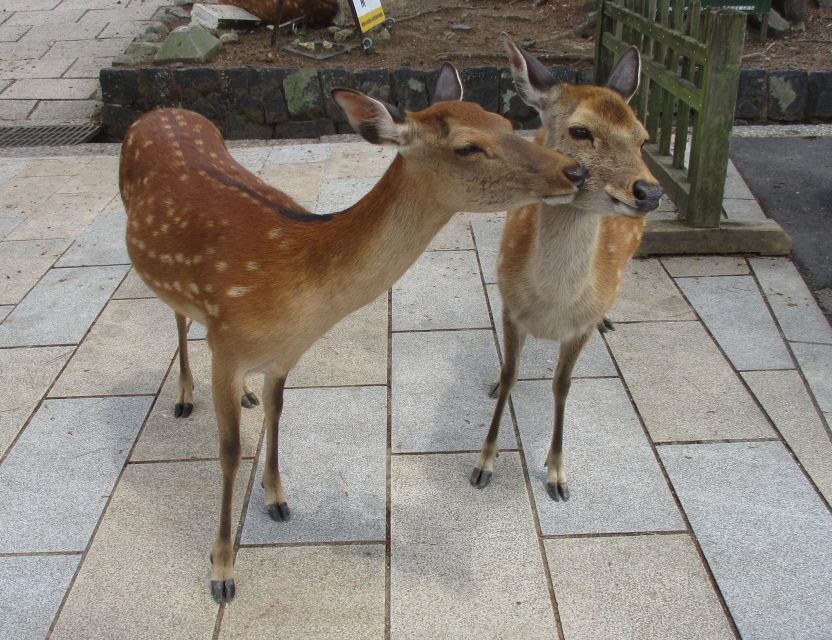 Kyoto-Nara: Great Buddha, Deer, Pagoda, 'Geisha' (Japanese) - Just The Basics