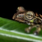 la fortuna best frogs and wildlife night tour La Fortuna Best Frogs and Wildlife Night Tour