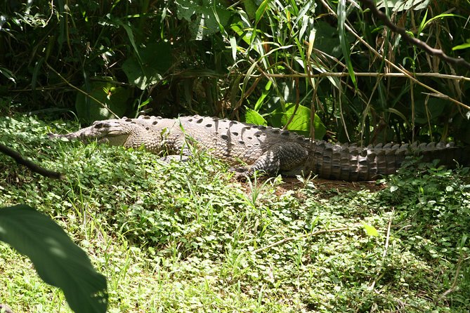 La Fortuna Frio River Half-Day Safari Float Adventure (Mar ) - Key Points