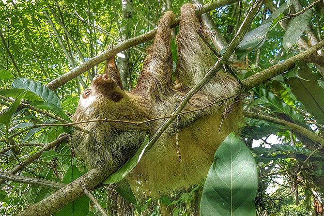 La Fortuna Sloth Tour (Mar ) - Key Points