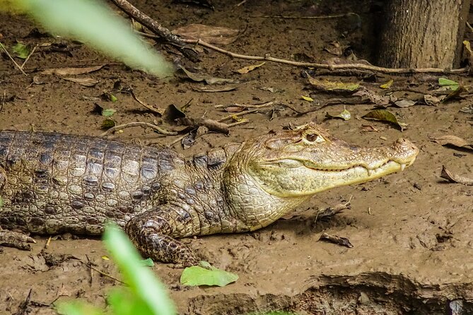 La Fortuna to Cano Negro by Boat Full-Day Tour With Admission (Mar ) - Boat Options