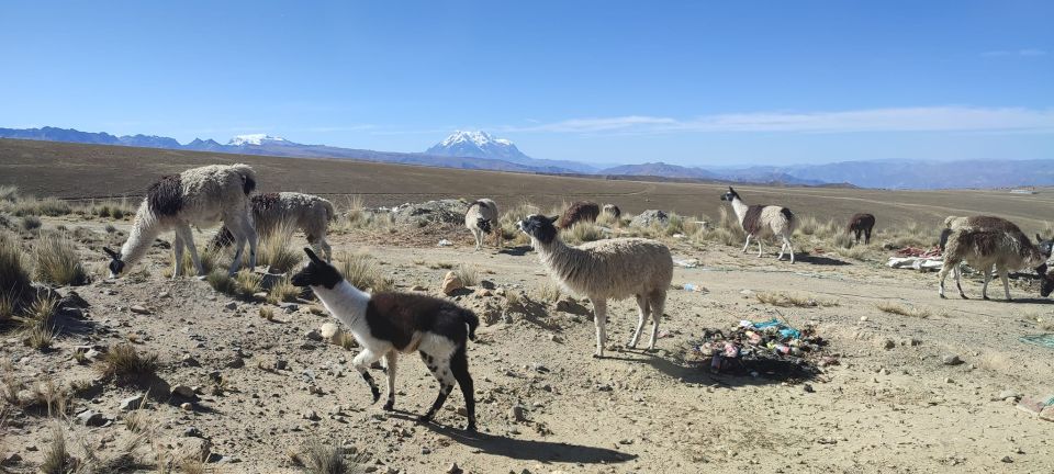 La Paz: Mountain Chacaltaya and Moon Valley Guided Day Tour - Key Points