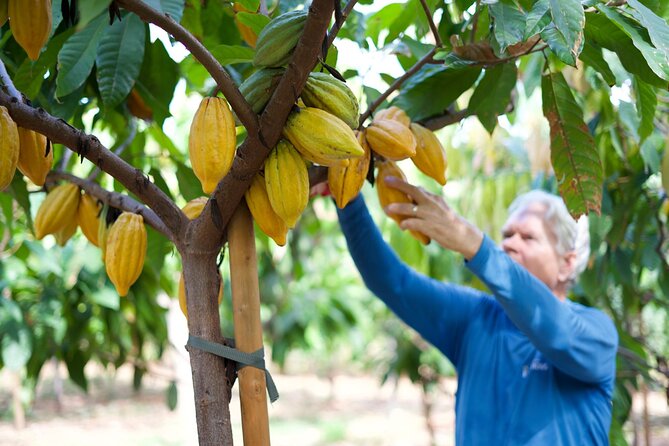 Lahaina: Maui Kuia Estate Guided Cacao Farm Tour and Tasting - Just The Basics