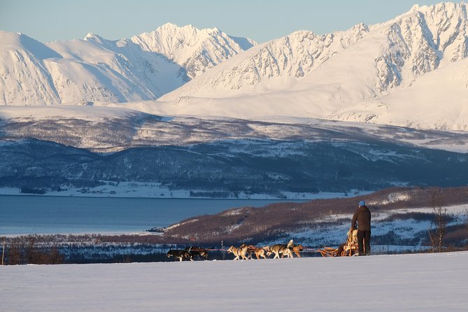 Lapland Husky Sled Safari From Tromso - Key Points