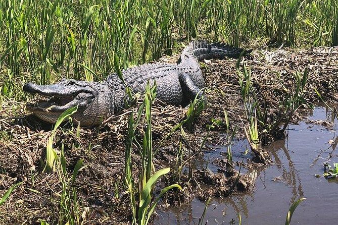 Large Airboat Ride With Transportation From New Orleans - Just The Basics