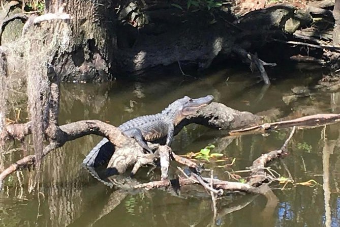 Large Airboat Swamp Tour With Transportation From New Orleans - Just The Basics