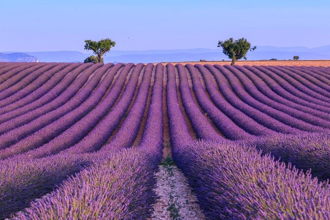 Lavender Fields Tour in Valensole From Marseille - Key Points