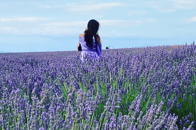 Lavender Fields Visit With Private Transportation  - Marseille - Key Points