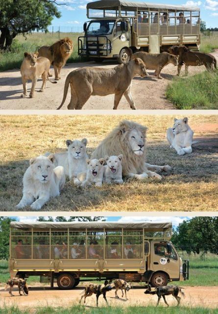Lion Park Tour in Open Safari Vehicle - Key Points