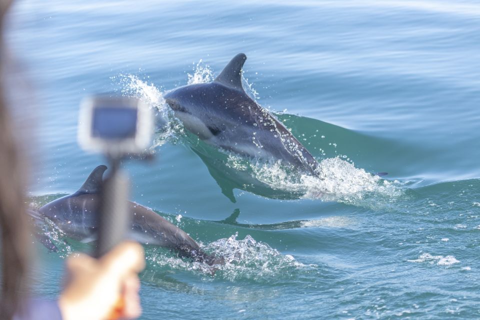 Lisbon: Dolphin Watching With Marine Biologist - Key Points