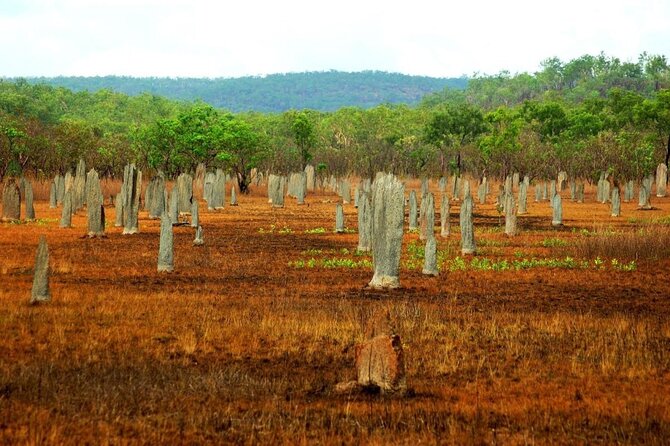 Litchfield Day Tour From Darwin With Offroad Dreaming - Just The Basics