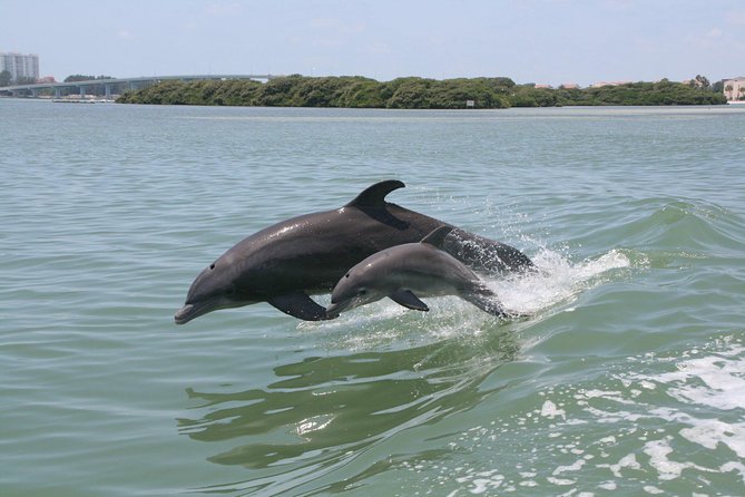 Little Toot Dolphin Adventure at Clearwater Beach
