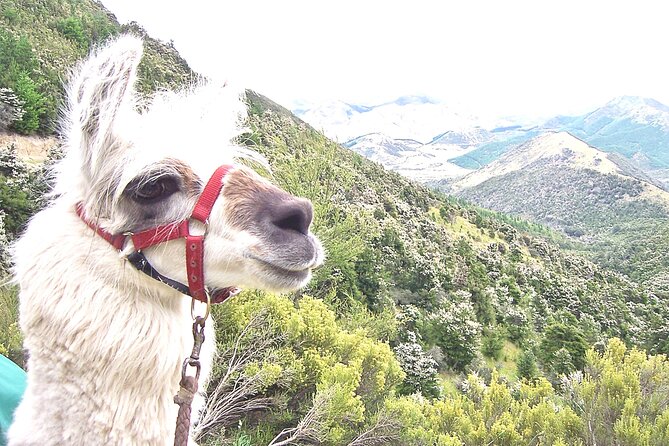 Llama Trek (Taster) - Kowhai River Valley and Native Woodland Tour - Key Points