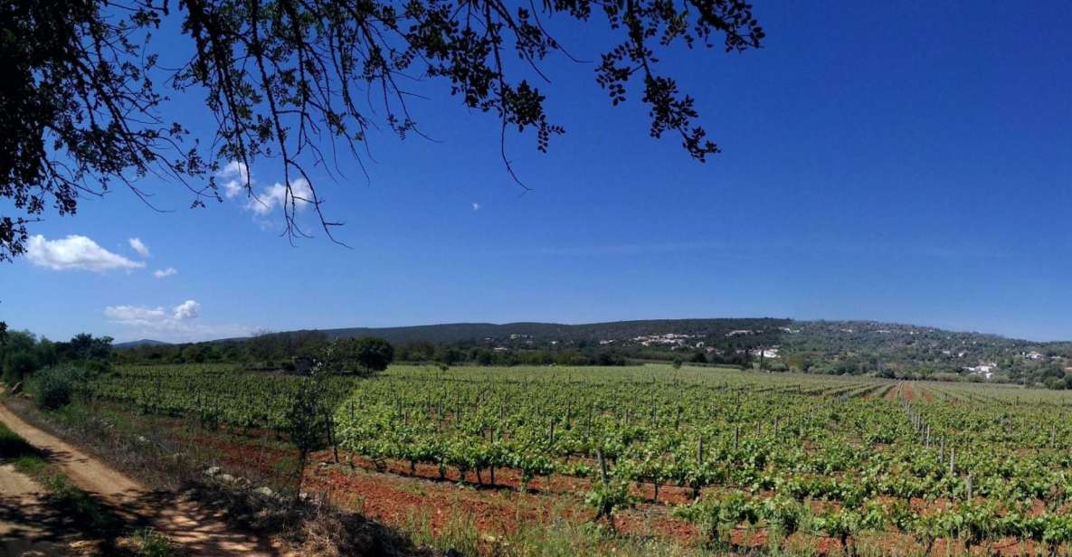 Loulé: Quinta Da Tôr Winery Guided Tour & Wine Tasting - Key Points