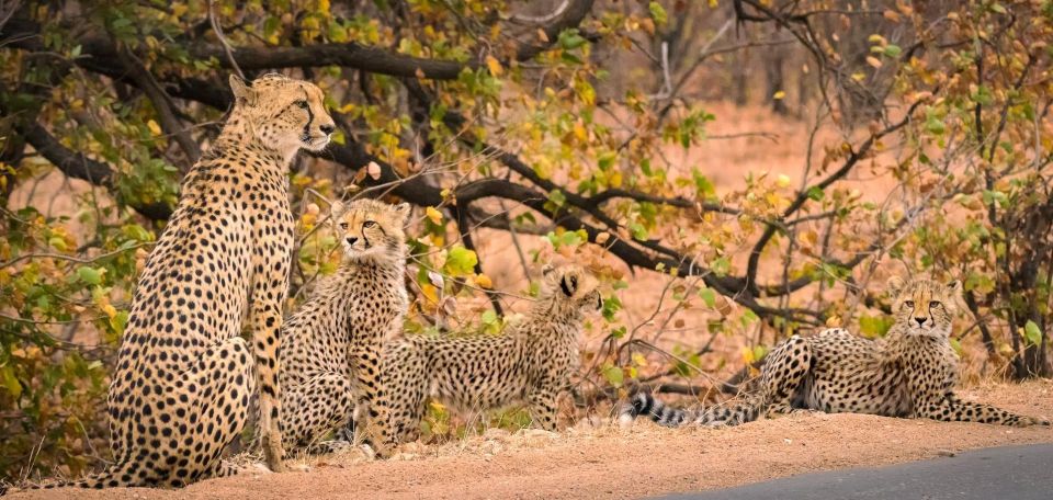 Luxury Kruger National Park: Safari & Panorama Route - Just The Basics