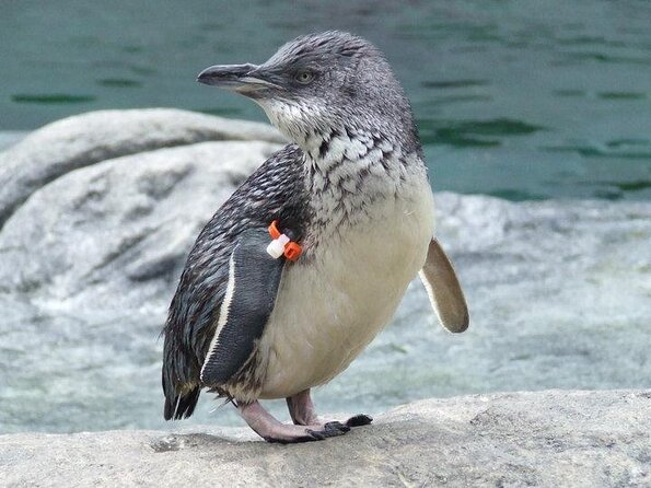 Lyttelton Shore Excursion: Christchurch Sightseeing With Antarctic Center - Key Points