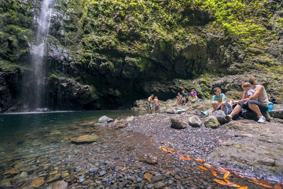 Madeira: Full-Day Laurel Forest Guided Walking Tour - Key Points