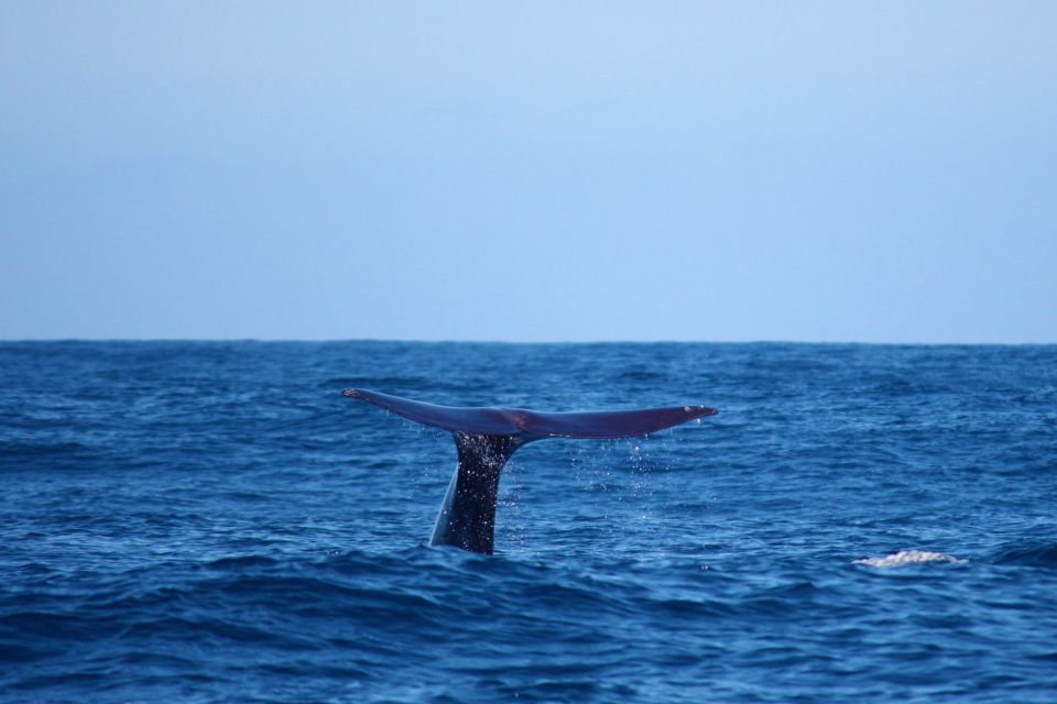 Madeira: Private Cruise Whale and Dolphin Watching 2.5-Hour - Key Points