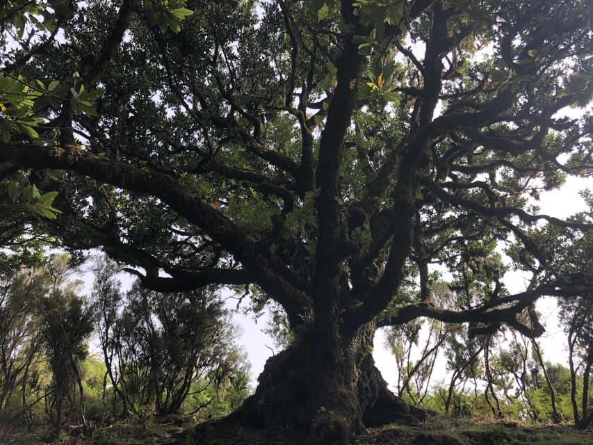 Madeira: Private Tour of Fanal Forest - Key Points