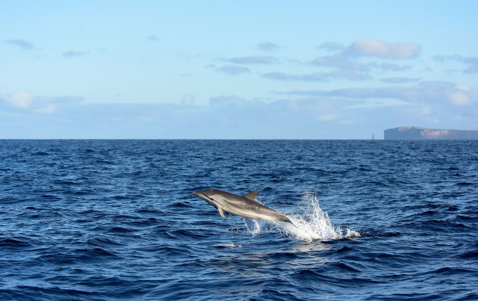 Madeira: Whale and Dolphin Watching Boat Tour From Machico - Key Points
