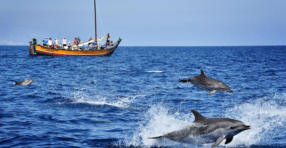 Madeira: Whale Watching Excursion in a Traditional Vessel - Key Points