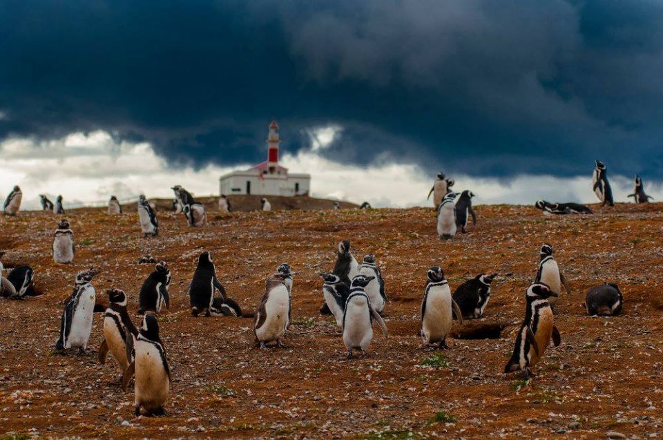 Magdalena Island Penguin Tour by Boat From Punta Arenas - Key Points