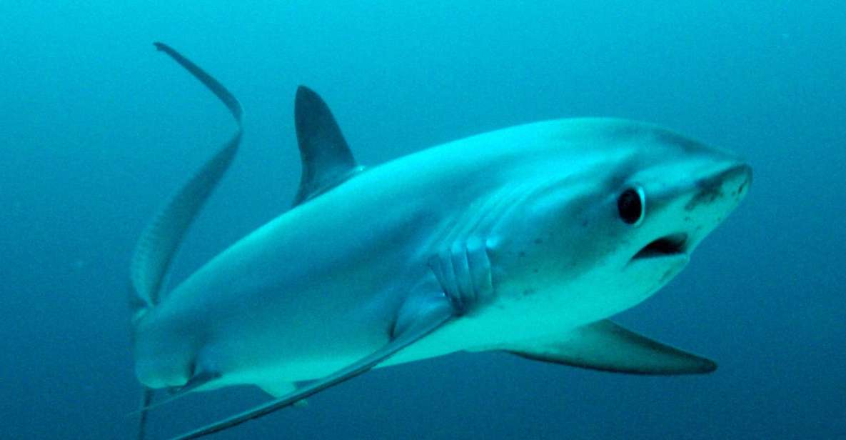 Malapascua: Advance Divers Shark Dive & Optional Transfer - Key Points