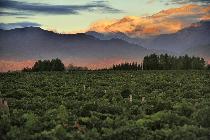 Malbec & Mountain Uco Valley Private Wine Tour With Gourmet Lunch - Key Points