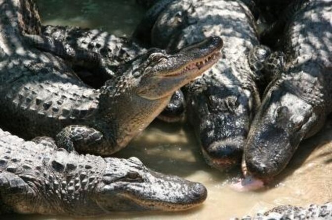 Malcolm Douglas Crocodile Park Tour Including Transportation - Just The Basics