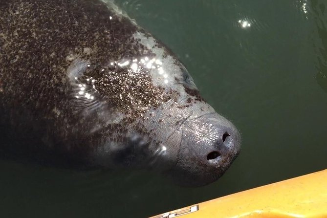 Manatee and Dolphin Kayaking Encounter - Just The Basics