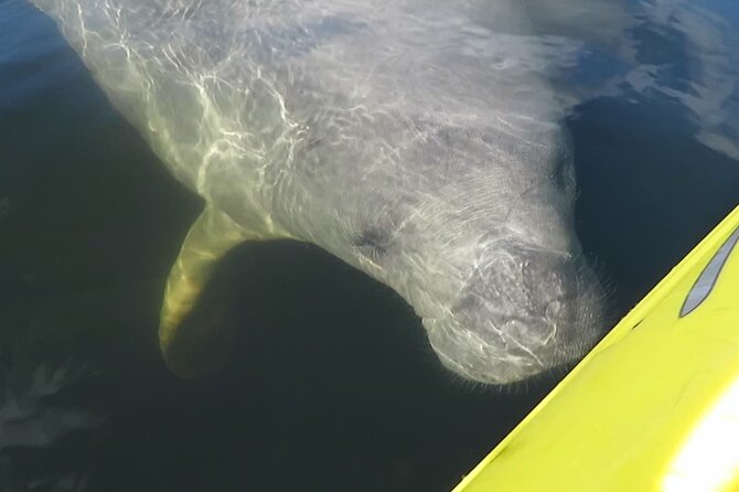 Manatee Discovery Kayak Tour for Small Groups Near Orlando - Key Points