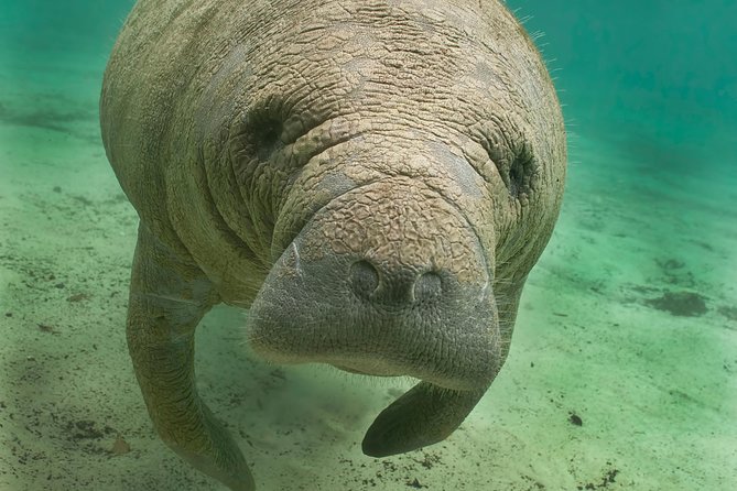 Manatee Sightseeing and Wildlife Boat Tour - Good To Know