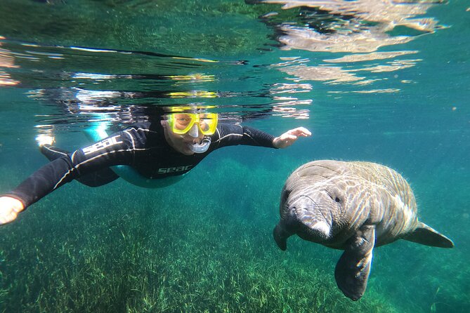 Manatee Snorkeling Crystal River Florida Semi-Private - Key Points
