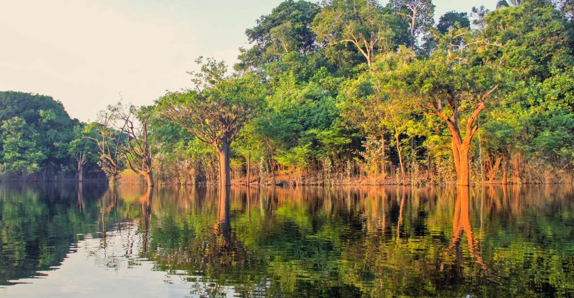 Manaus: Amazon Jungle Half-Day Walking Tour - Key Points