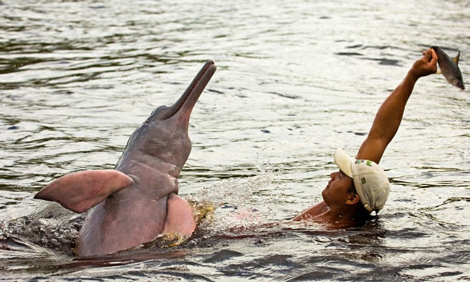Manaus: Guided Amazon Dolphins Day Trip With Boat and Pickup - Key Points
