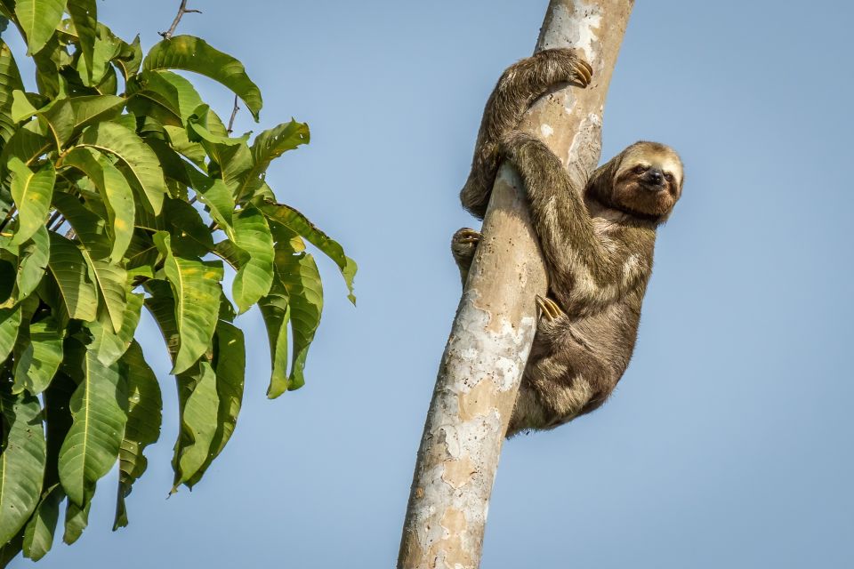 Manaus: Multi-Day Amazon Trip at Tapiri Floating Lodge - Key Points