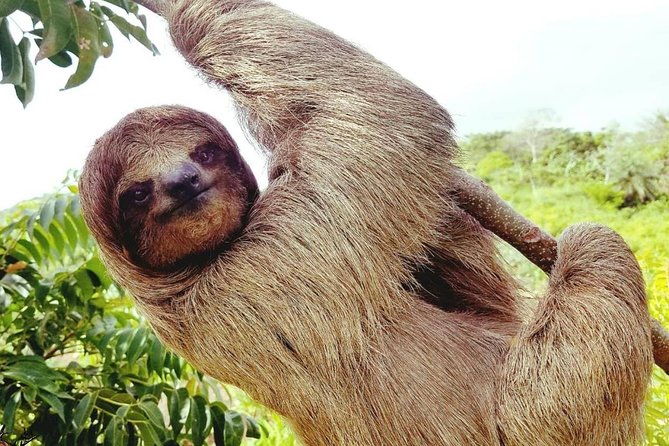 Manawakie Park Sloths & Monkey Encounter - Key Points