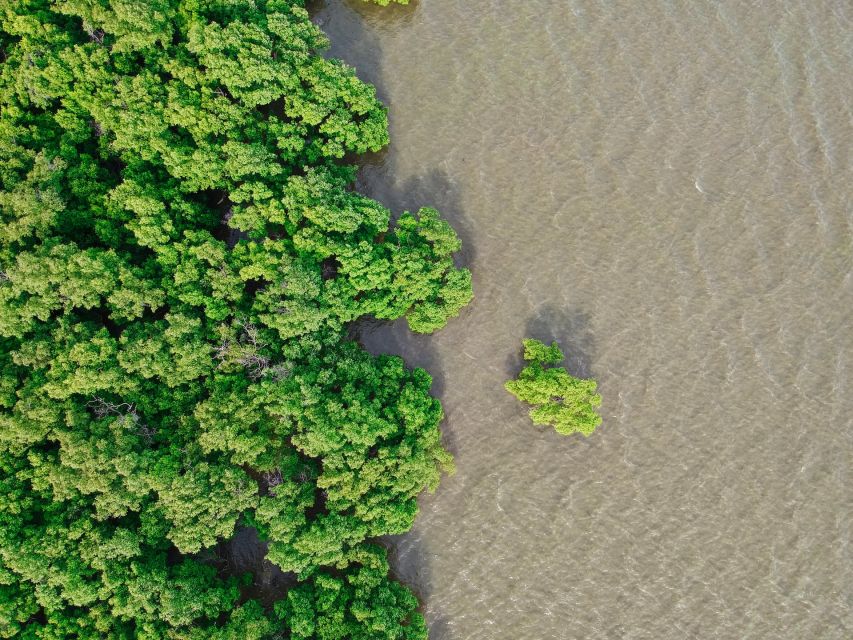 Mangrove Adventure in Bentota - Key Points