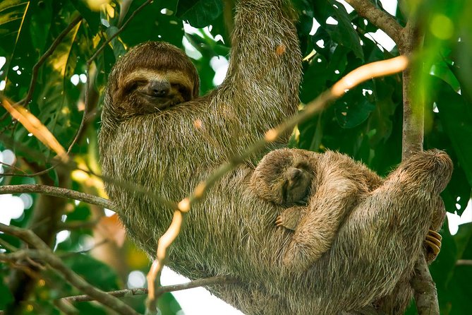 Mangrove Boat Tour Damas Island Manuel Antonio - Key Points