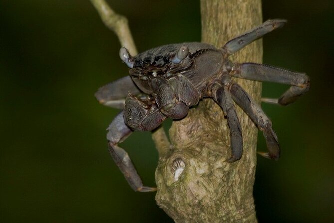 Mangrove Nocturnal Wildlife - Key Points