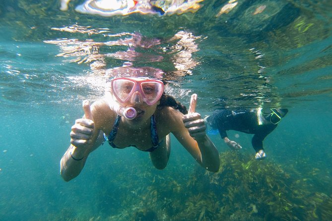 Manly Snorkel Trip and Nature Walk With Local Guide - Just The Basics